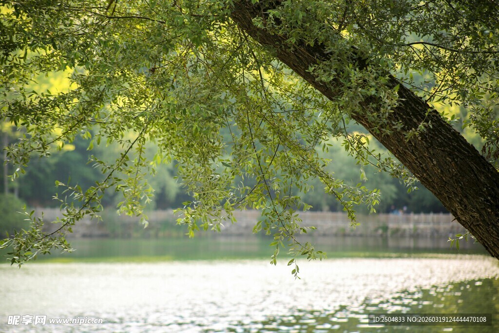 湖畔垂柳 绿意盎然的景致