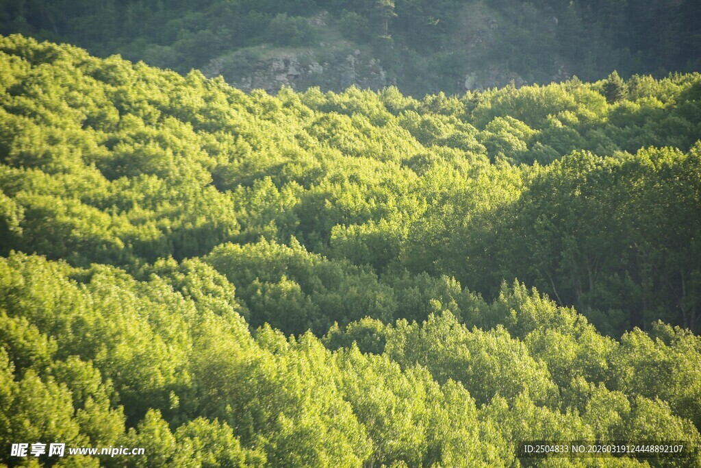 翠绿山林美景