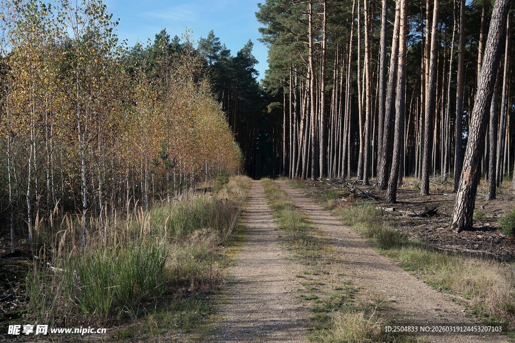 林间土路 秋日静谧之景