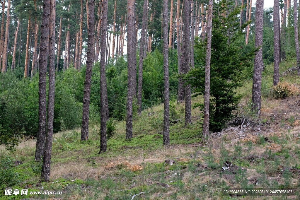 茂密森林中的挺拔树木