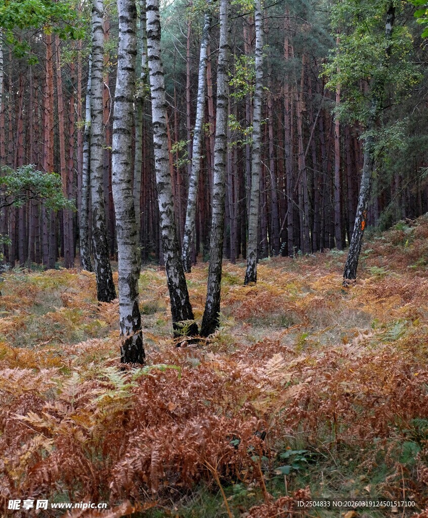 秋日森林中的白桦树景观