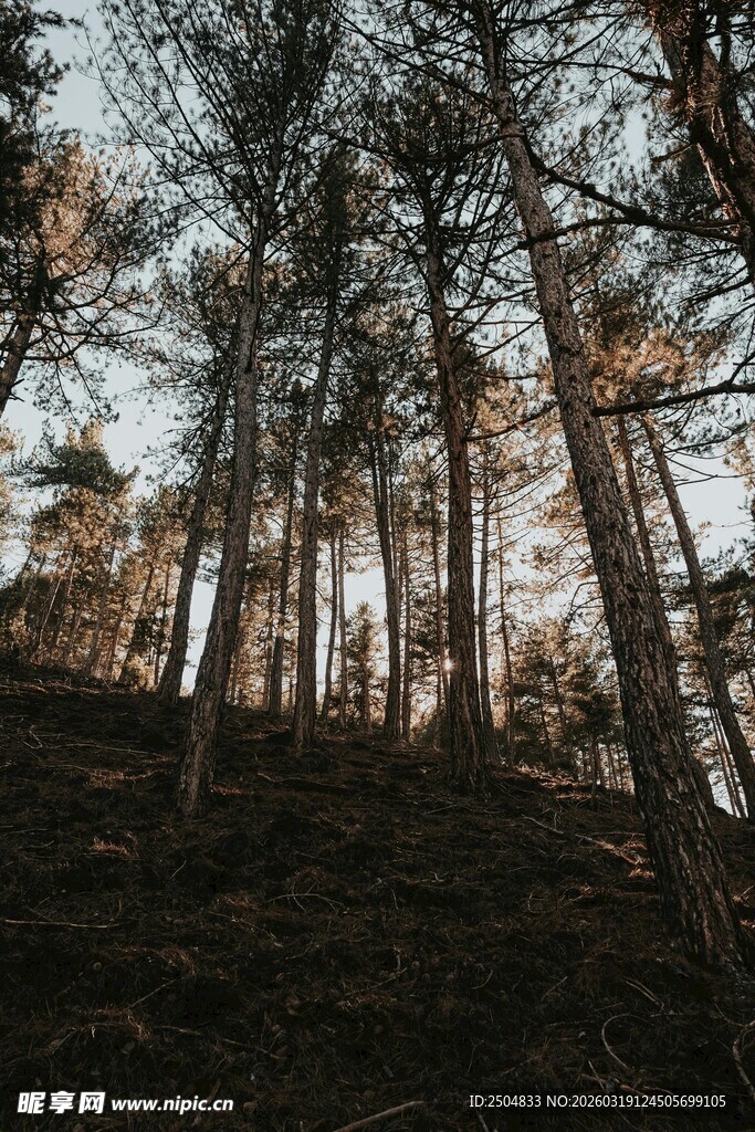 黄昏下的静谧森林