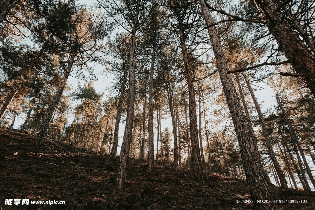 秋日森林中的挺拔树木