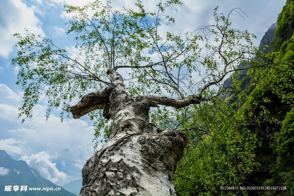 山间虬曲古树展顽强生命力