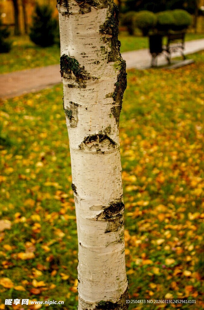 秋日白桦树干特写