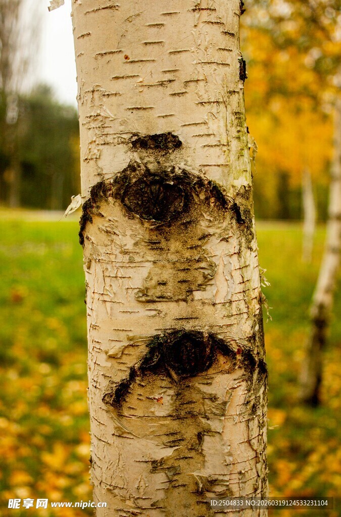 桦树树干特写 秋日景致