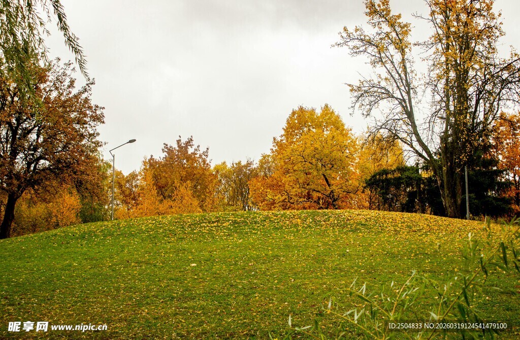 秋日草地树林美景