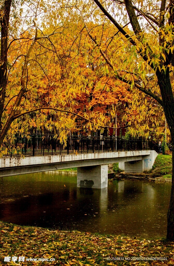 秋日林间桥畔的静谧美景