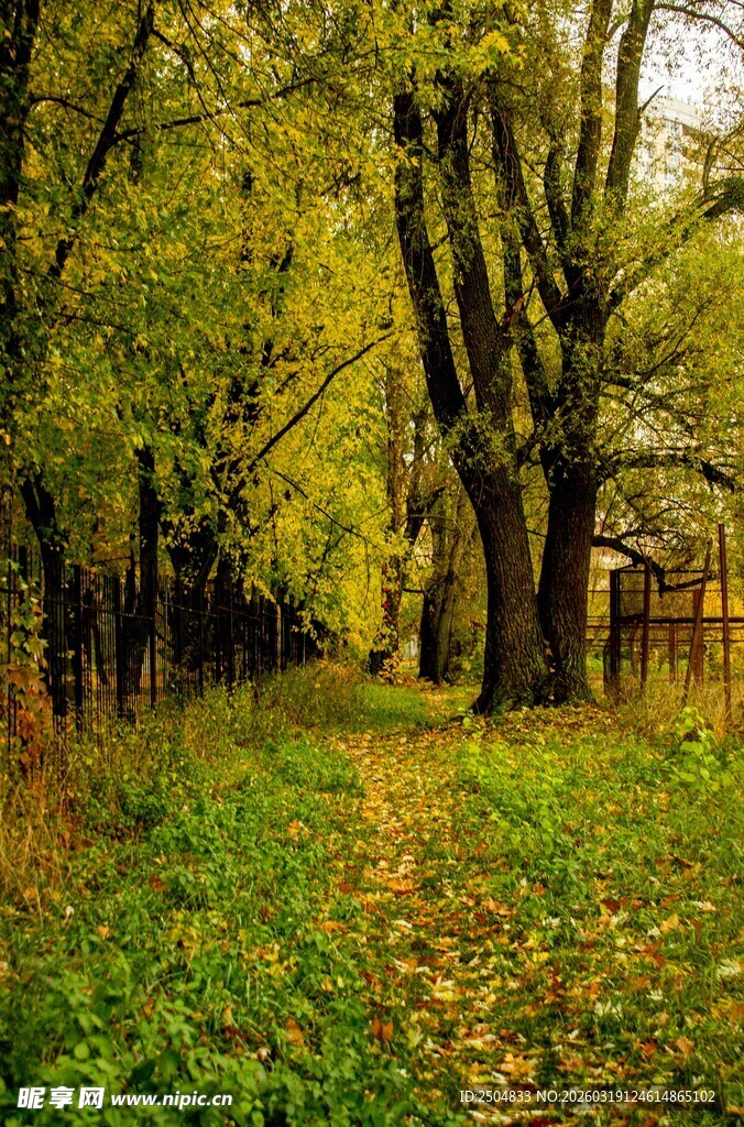 秋日林间小道的斑斓景致