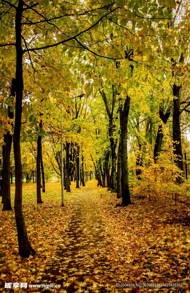 秋日林间金黄落叶美景