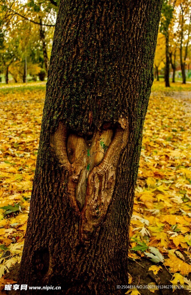 树干上的秋日爱心涂鸦