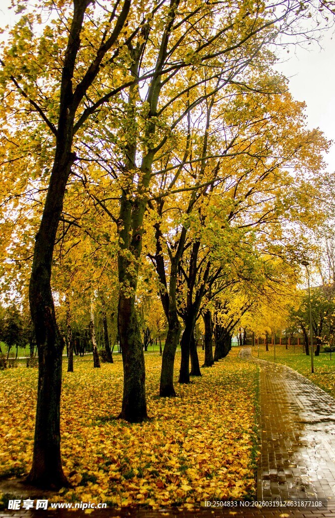 秋日林荫道 落叶铺就美景