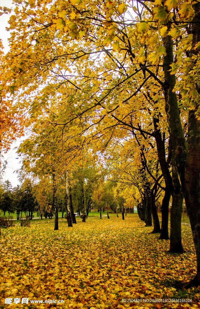 秋日金黄树林落叶小道