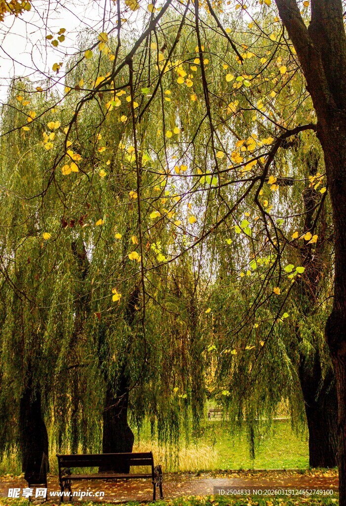秋日公园垂柳长椅美景