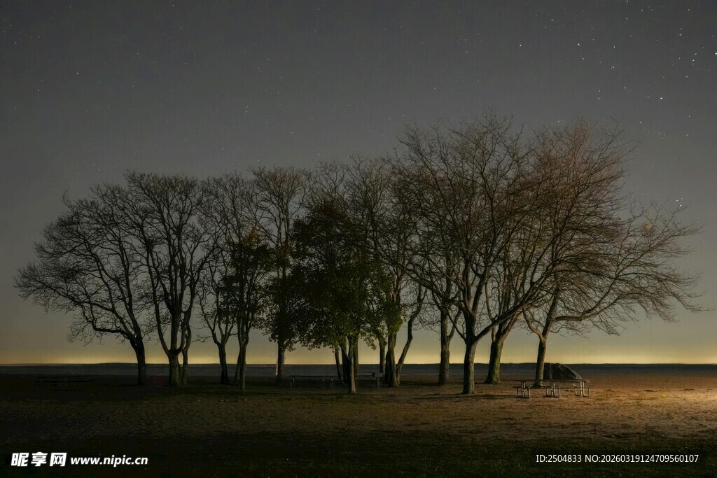 田野中孤傲的树木群像