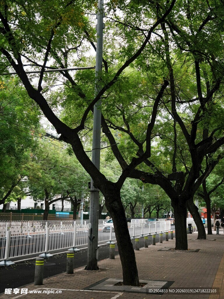 林荫小道 绿意盎然的景致