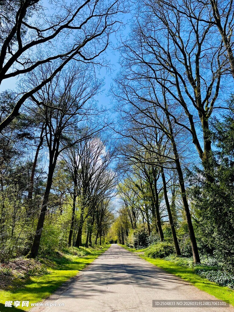 林间小道 春日清新景致