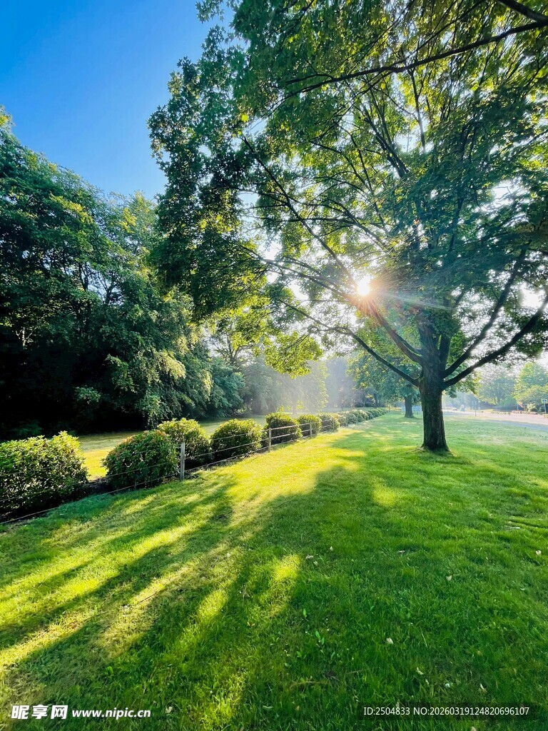 阳光洒落绿意盎然的草地
