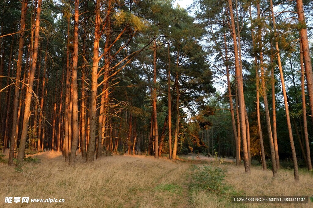 秋日松林小道美景