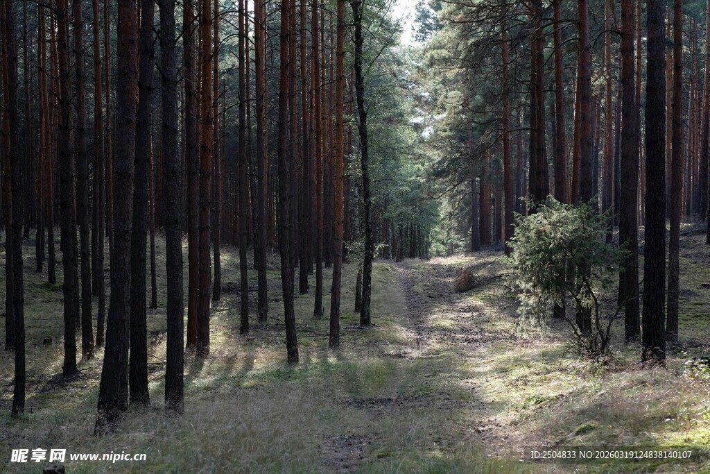 静谧林间小道景色