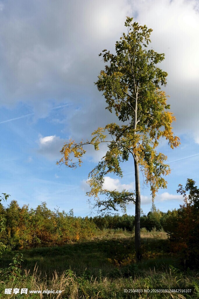 田野中的挺拔树木
