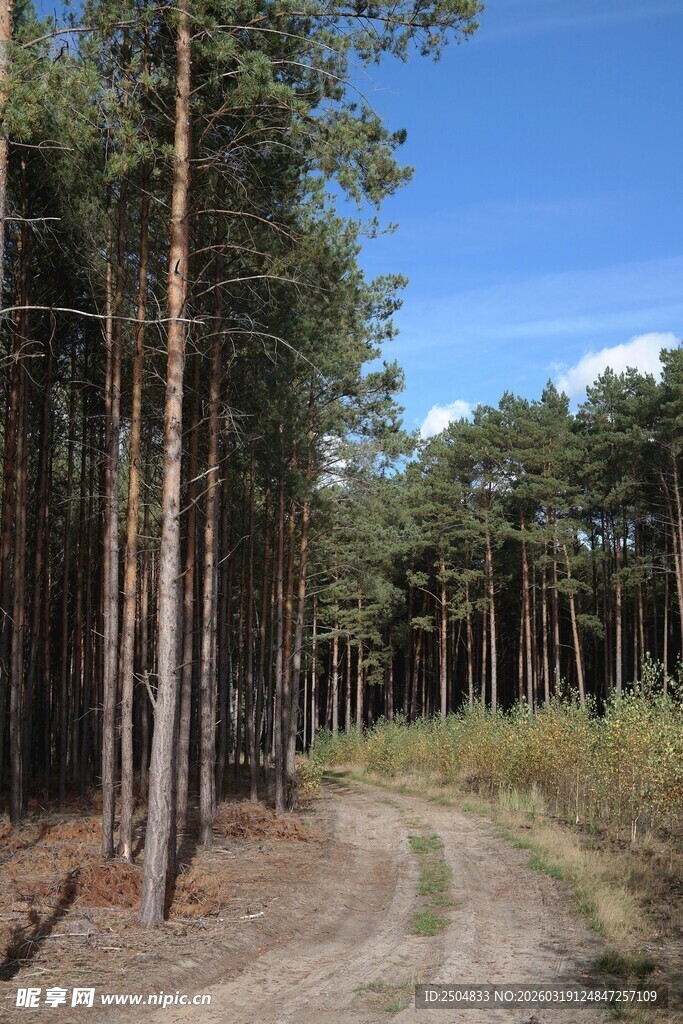 林间小道 漫步自然之境