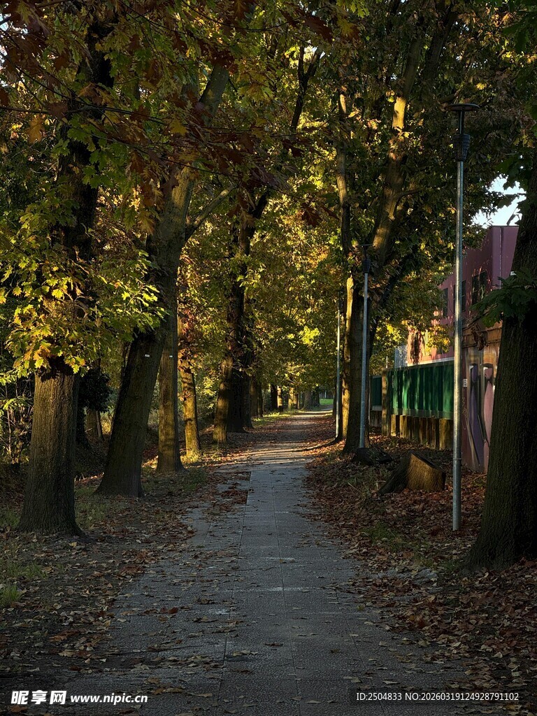 秋日林荫小道美景