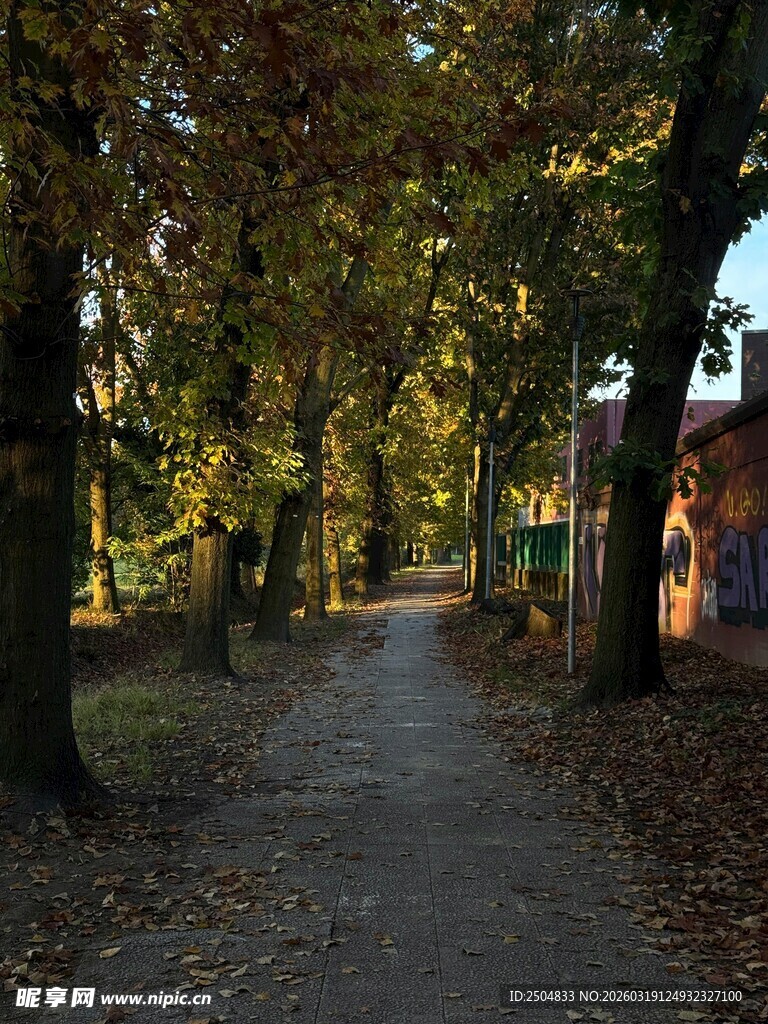 秋日林荫小道美景