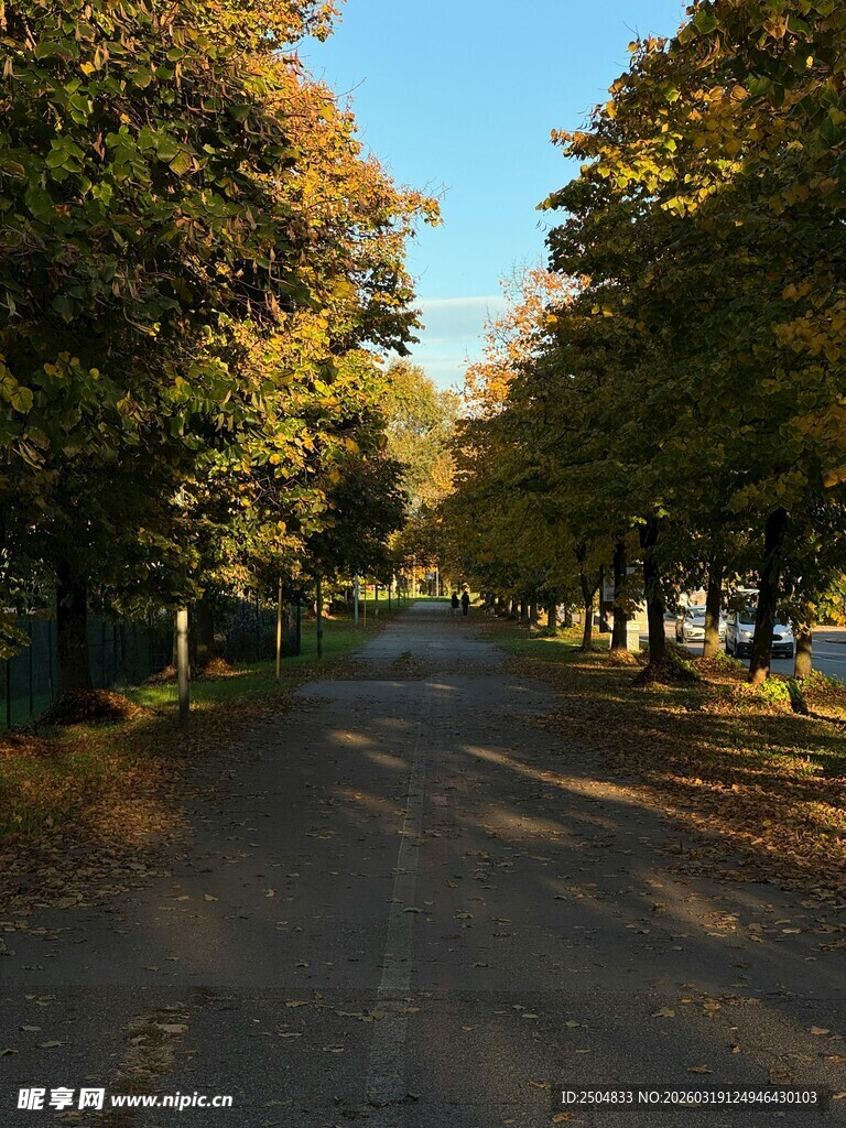 秋日林间静谧小路