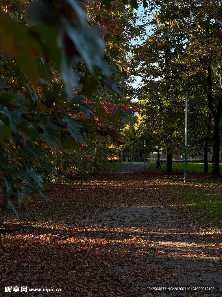 秋日林间小道 落叶铺径