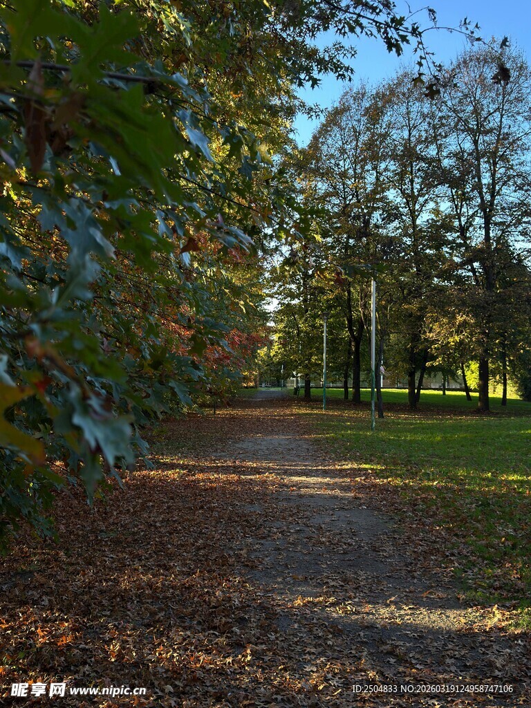 秋日林间小径 落叶铺就