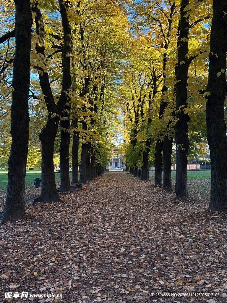 秋日林荫道 落叶铺就美景
