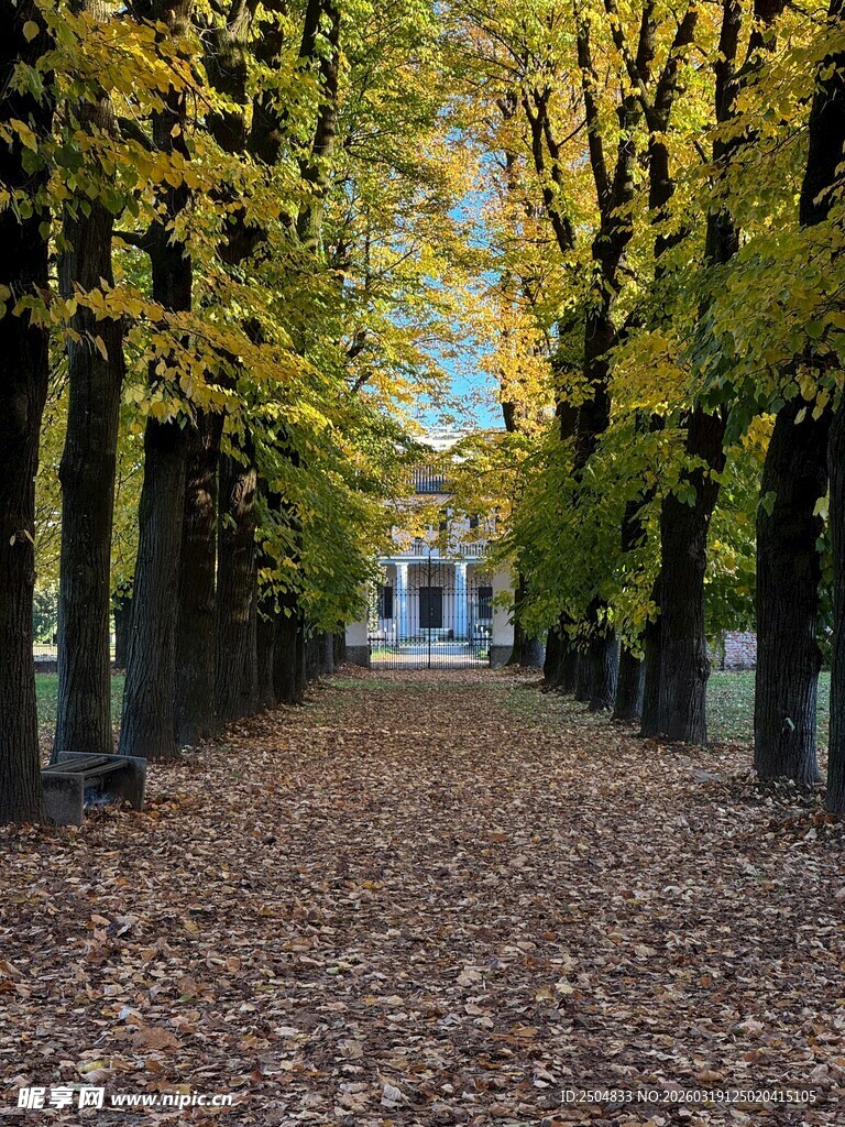 秋日林荫道的静谧美景