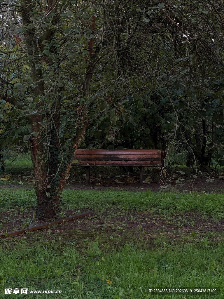 林间静谧长椅 绿意环绕