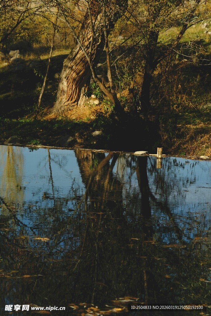 林间静谧水塘倒影美景