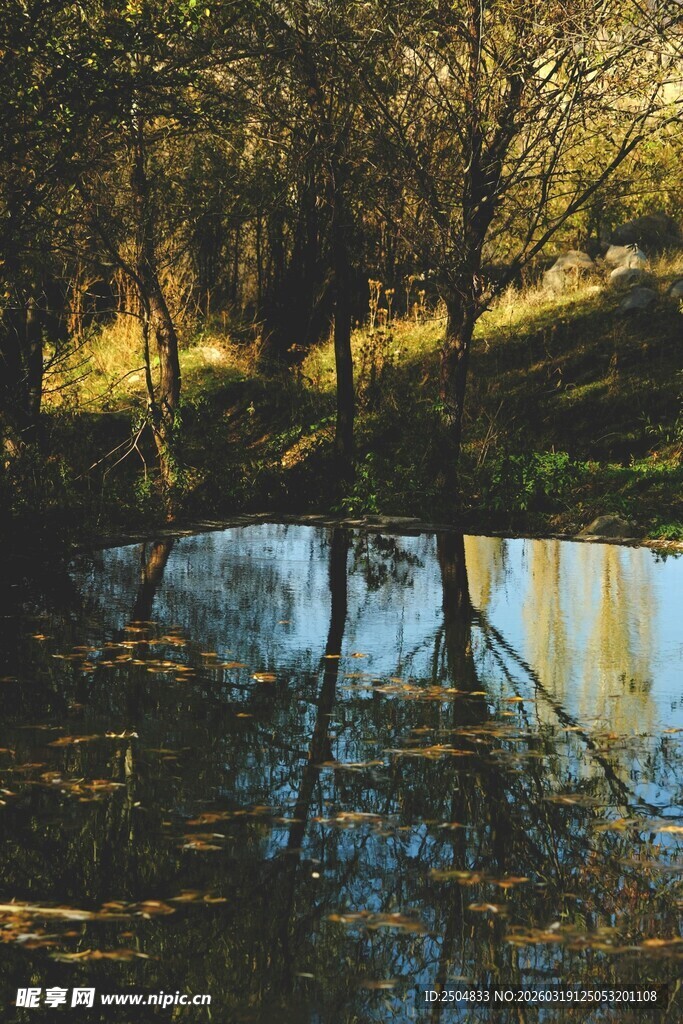 林间静水映树影