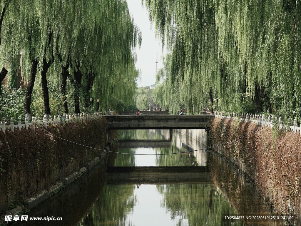 柳荫下的静谧小河石桥