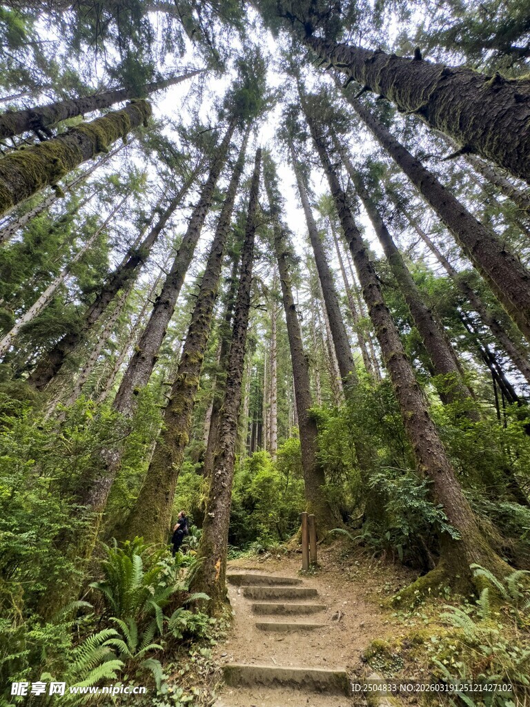 林间石阶 通往自然的小径