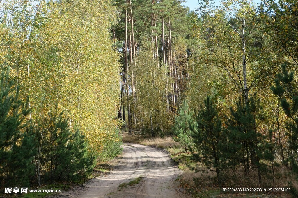 林间小径 邂逅自然之美