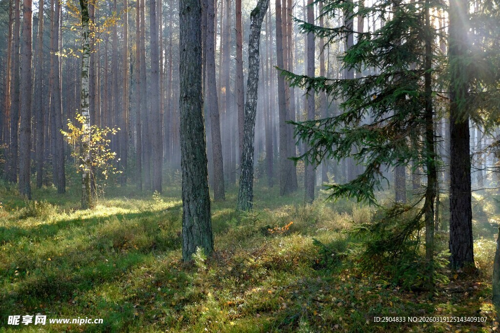 清晨森林美景