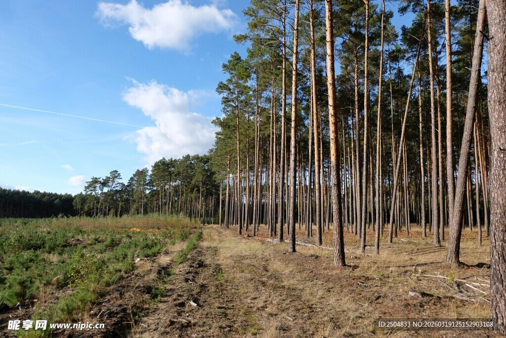 林间开阔地 挺拔松树林