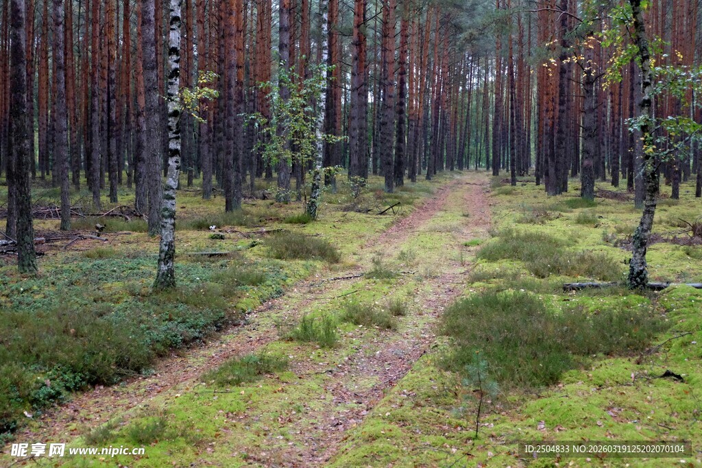 林间小径 静谧森林风光
