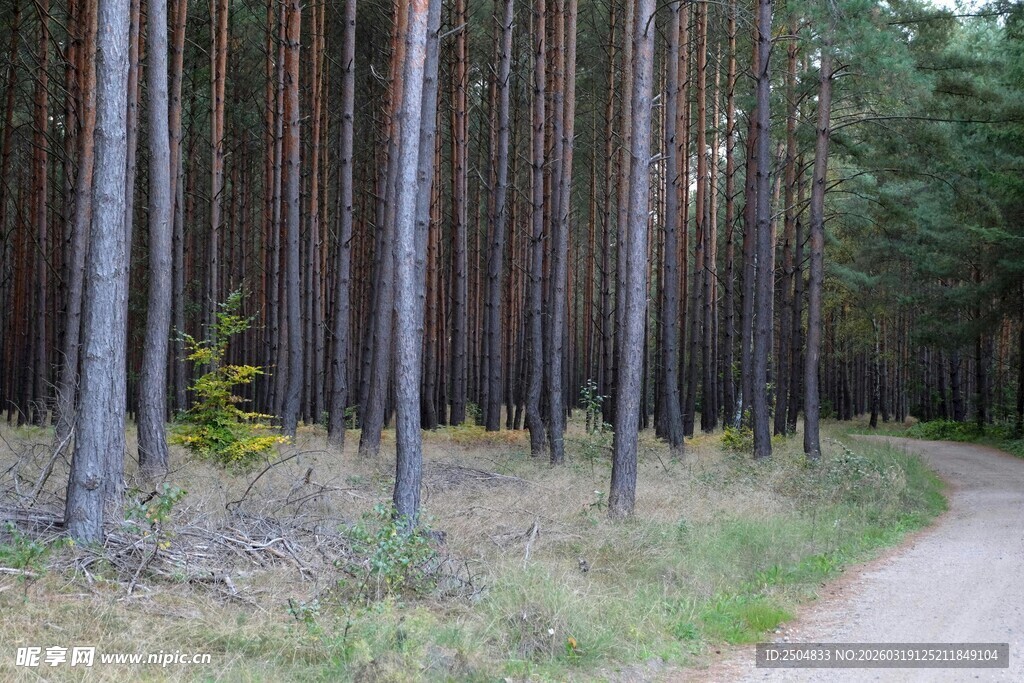 林间小路 静谧的森林风光