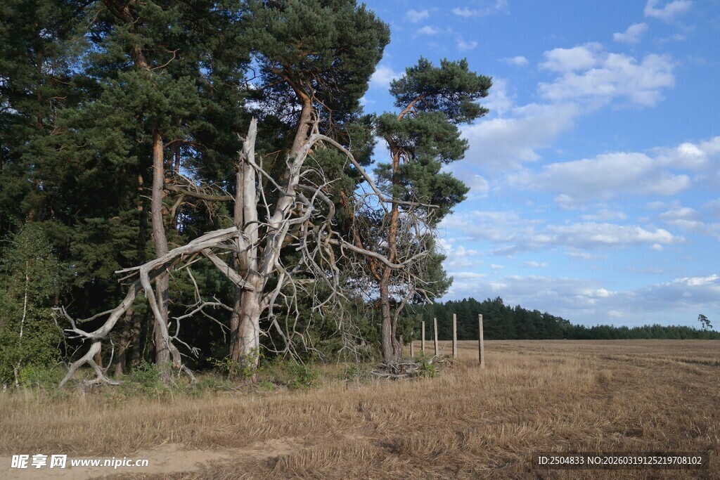 荒野中枯树与葱郁林木