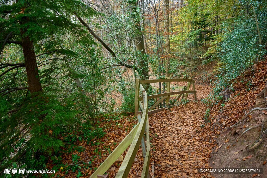 林间落叶小道 木质护栏相伴