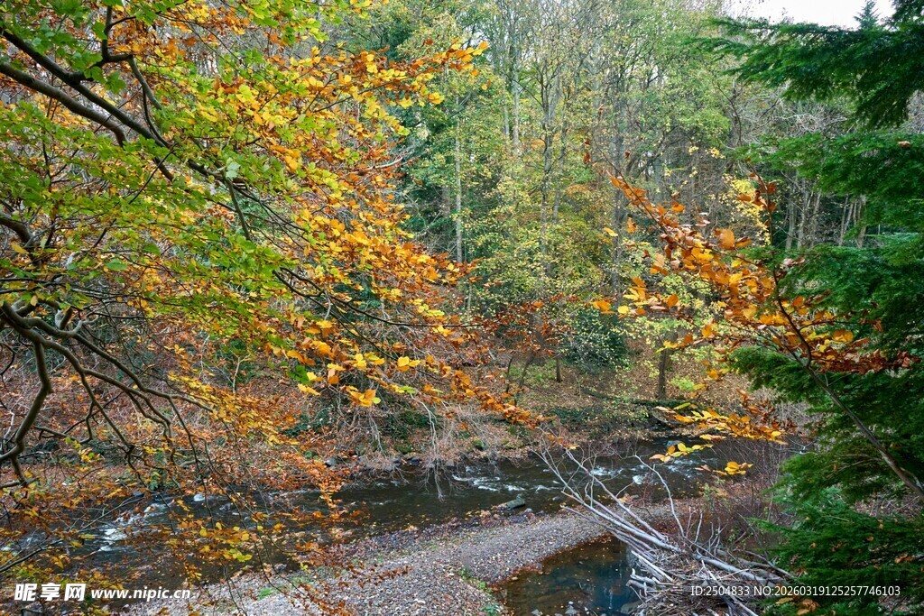 秋日溪边斑斓树林美景