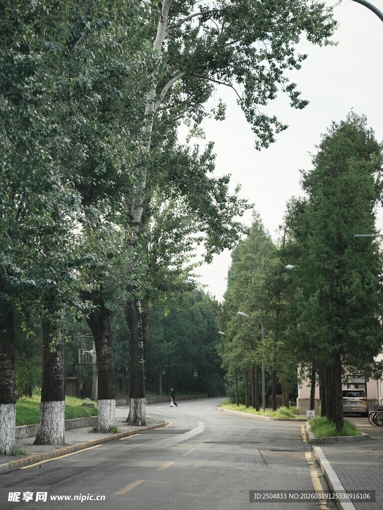 林荫大道 静谧的自然之路