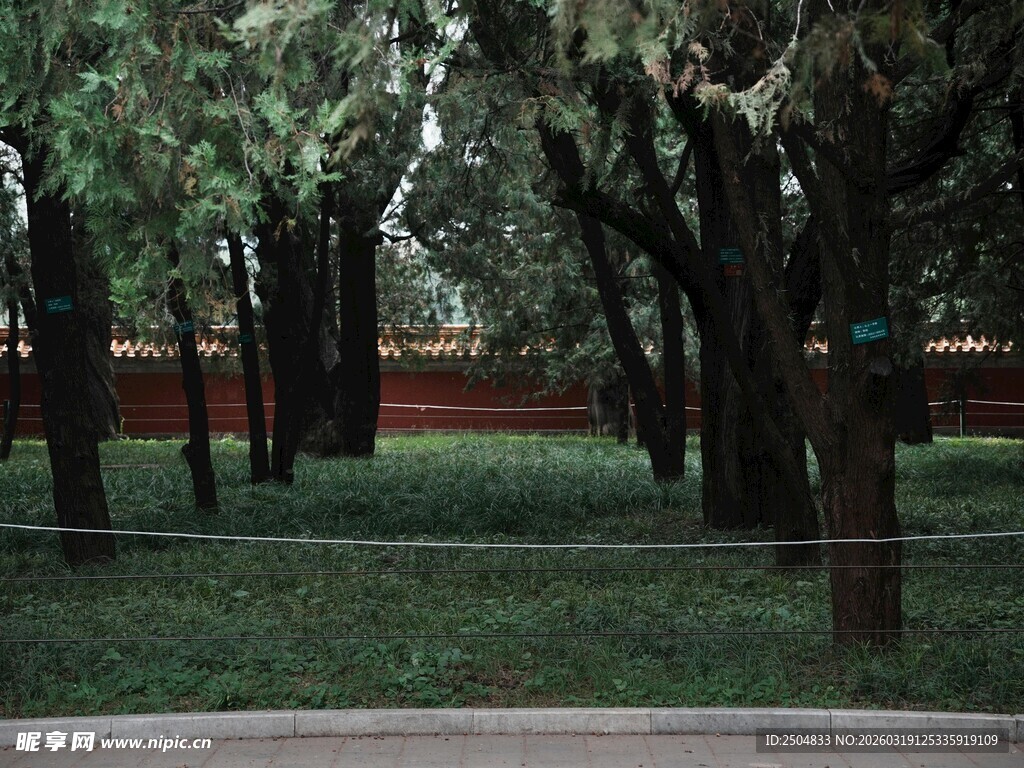 林间绿地 静谧自然景致