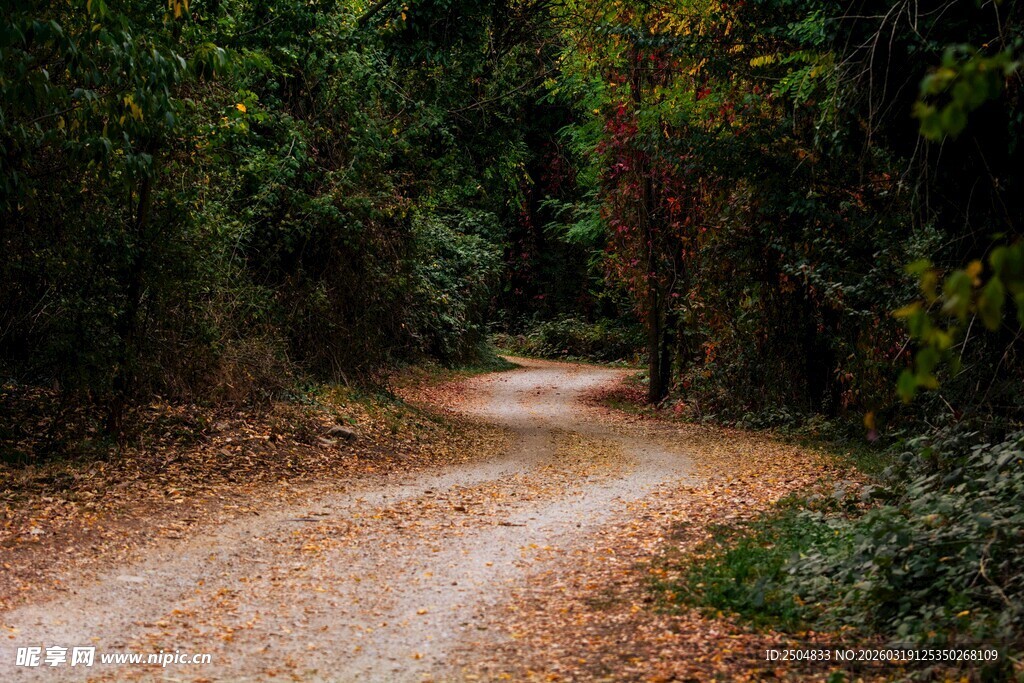 林间蜿蜒小径