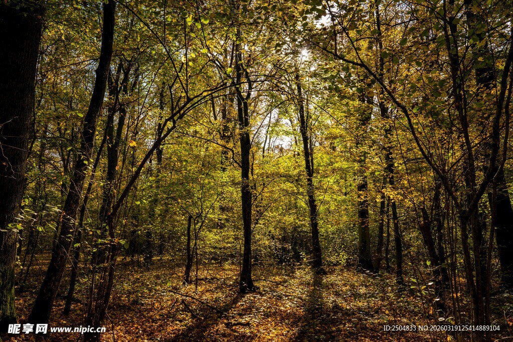 秋日林间光影斑驳景象